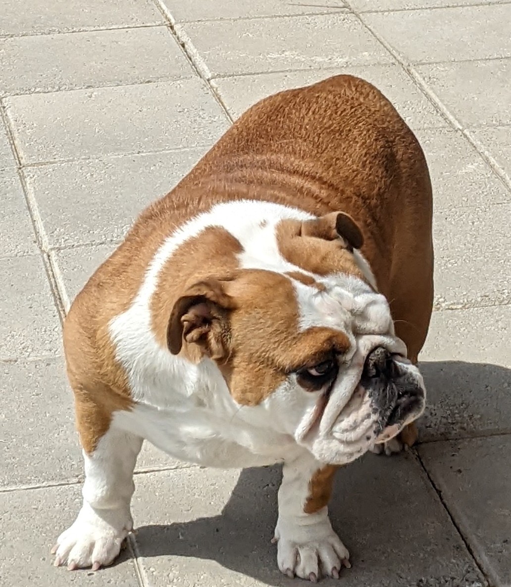 Colorado bulldog hot sale puppies